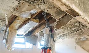 Best Attic Mold Removal  in London, CA